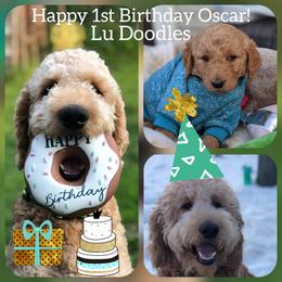 Goldendoodle Puppies from Lu Doodles
