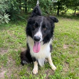 Max - Border Collie