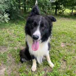 Max - Border Collie