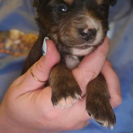 Cassiopeia - Black tri female Miniature Australian Shepherd puppy in Arlington, Texas from CopperHead Aussies