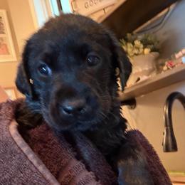 Teal female - Black female Labrador Retriever puppy in Talking Rock, Georgia from Bethel Woods Kennels