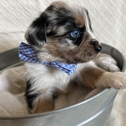 Australian Shepherd Puppies from Prairie Skies Farm