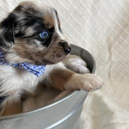 Australian Shepherd Puppies from Prairie Skies Farm