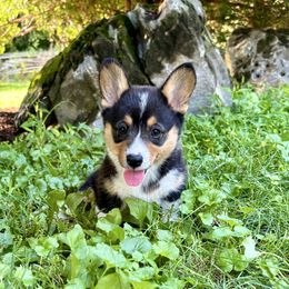 Pembroke Welsh Corgi puppies from Trowbridge Corgis