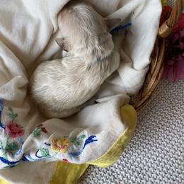 Archie- dark blue - Apricot male Goldendoodle puppy in Carlton, Minnesota from Lakeside Doodles MN