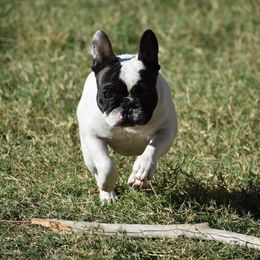 Envy - French Bulldog