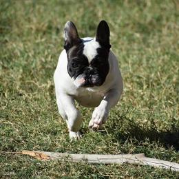 Envy - French Bulldog