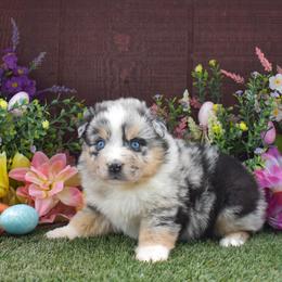 Lady - Blue merle female Australian Shepherd puppy in Fallon, Nevada from Double H Australian Shepherds