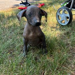 Seraphina - Black female Xoloitzcuintli puppy in Manitowoc, Wisconsin from Wonderland Kennel