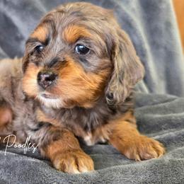 Aussiedoodles, Bernedoodles, and Cockapoos from Jam's Doodles And Poodles