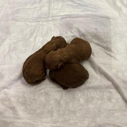 Female 1 - Red  female Poodle puppy in Modesto, California from Oso’s Red Toy, Mini, & Standard Poodles