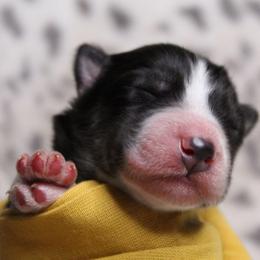 Yellow - Black and white male Siberian Husky puppy in York, Pennsylvania from Spalla Pups