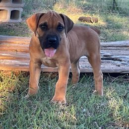 Boerboel Puppies from Dynasty Blue Ridge Boerboel