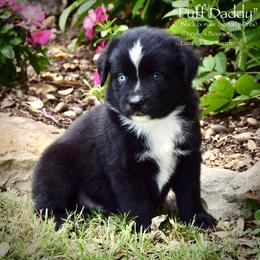 Puff Daddy - Black & white male Miniature Australian Shepherd puppy in Evant, Texas from Lazy VT Bar Ranch