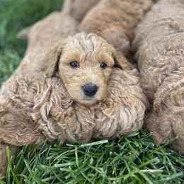 Goldendoodle Puppies from Happy Doodle