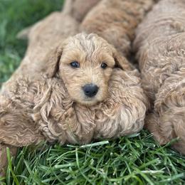 Goldendoodle Puppies from Happy Doodle