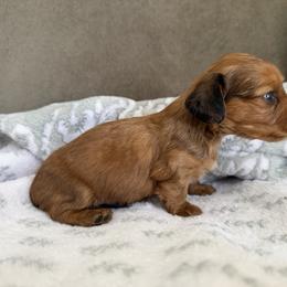 Fox - Chocolate male Dachshund puppy in Bergen, New York from T. Rex Doxies & Friends