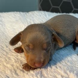 Aladdin 3 - Fawn (isabella) and tan male Dachshund puppy in Scottdale, Pennsylvania from Our Sweet Dachshund Farm