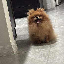 Koko - Pomeranian