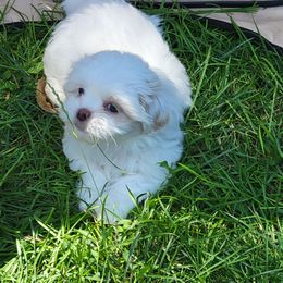 Girl 1 - White female Mal-Shi puppy in Mundelein, Illinois from FurEver Friends Designer Breeds