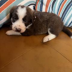 Bear - White and red female Bordoodle puppy in Winnsboro, Texas from Pecan Grove Pups
