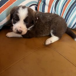 Bear - White and red female Bordoodle puppy in Winnsboro, Texas from Pecan Grove Pups