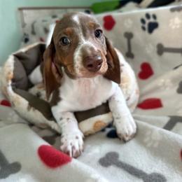 Yellow - Piebald female Dachshund puppy in Cumby, Texas from Dog Daze Ranch