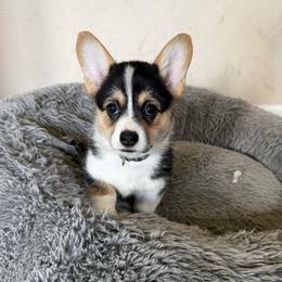 Lilo - Black and tan female Pembroke Welsh Corgi puppy in Saint Johns, Florida from Colebrooke Farm