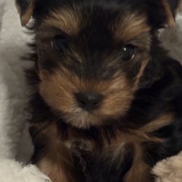 Male 1 - Blue and gold male Yorkshire Terrier puppy in Chesapeake, Virginia from Your Key Breeder