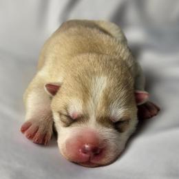 Caramel - Red and white male Siberian Husky puppy in Los Angeles, California from Limitless Huskies