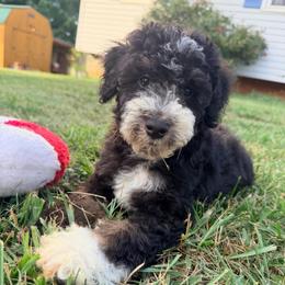 Tenderheart with training - Tri-color male Bernedoodle puppy in Boonville, North Carolina from Doods & Dolls