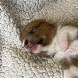 BB girl 1 - White and red female Pembroke Welsh Corgi puppy in Dickinson, Texas from Gulf Coast Corgis