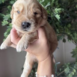 Green - Light golden male Golden Retriever puppy in Mims, Florida from Goldens