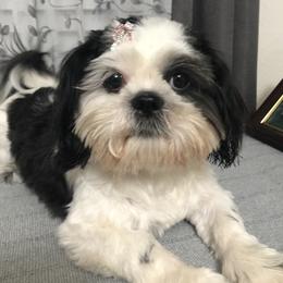 Panda - Shih Tzu