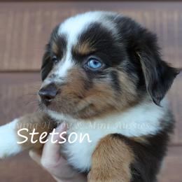 Stetson - male Miniature Australian Shepherd puppy in Godley, Texas from Flying H Toy and Mini Aussies