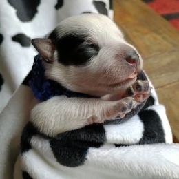 Australian Cattle Dog Puppies from Kurczak Farm LLC