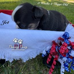 AKC Jet - Merle male Chihuahua puppy in Columbus, Nebraska from Prancy Pawz