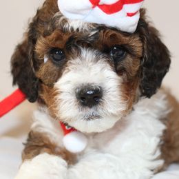 Jingle Belle (Yellow collar girl) - Brown female Cavapoo puppy in Eagle Mountain, Utah from Liberty Farms Puppies