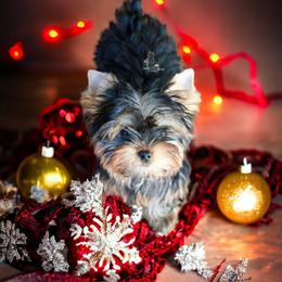 Yorkshire Terrier Puppies from Essence of Grace Yorkies