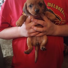 Dachshund Puppies from Elzy Family