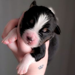 Joy - Black tri-color female Australian Shepherd puppy in Georgetown, Texas from River Reign Australian Shepherds