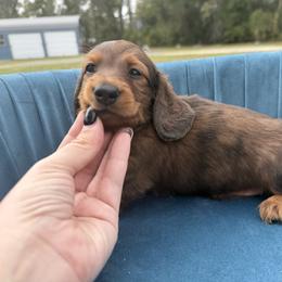 Roman - Red male Dachshund puppy in Tampa, Florida from EntityDachs