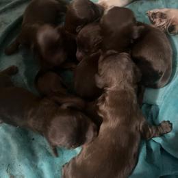 Penny - Chocolate and tan female Dachshund puppy in Poplarville, Mississippi from Sarah’s Darling Dachshunds