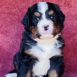 Red Collar Boy - Black rust and white male Bernese Mountain Dog puppy in Bristol, Tennessee from Holston Hollow Farm