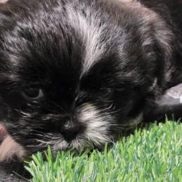 Girl One - Black and white female Shih Tzu puppy in New Bern, North Carolina from Kuddly Creatures