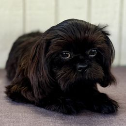 Ink - Black male Shih Tzu puppy in Mountain View, Hawaii from Krazy Island Shih Tzu