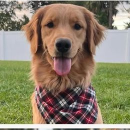 Sadie - Golden Retriever