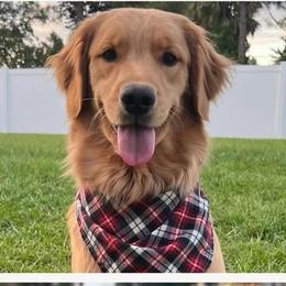 Sadie - Golden Retriever