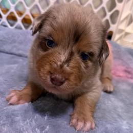 Batman - Red merle male Australian Shepherd puppy in East Hartford, Connecticut from CT Aussies