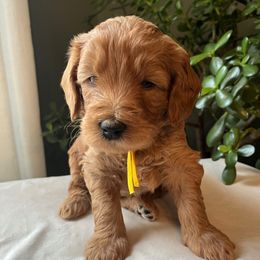 Ralphie - Apricot male Goldendoodle puppy in Goshen, Ohio from Land of Goshen Doodles